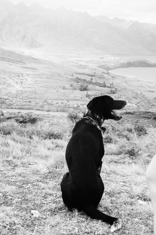 Smithers the dog looks to the right and pants.