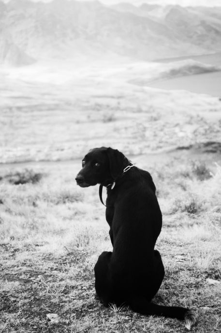 Smithers the dog looks back at the photographer over his left shoulder.